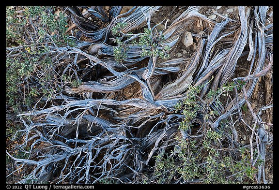 Ground close-up with juniper. Grand Canyon National Park, Arizona, USA.