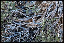 Ground close-up with juniper. Grand Canyon National Park ( color)
