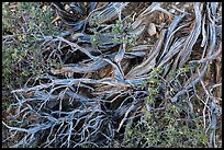 Ground close-up with juniper. Grand Canyon National Park, Arizona, USA.