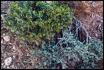 Ground close-up with shrubs and juniper. Grand Canyon National Park ( color)