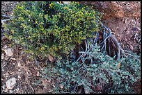 Ground close-up with shrubs and juniper. Grand Canyon National Park, Arizona, USA. (color)