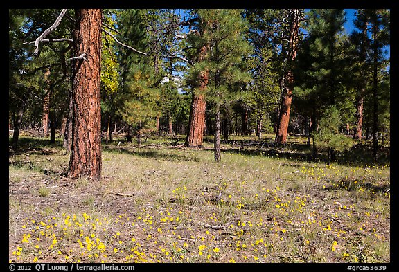 Flowers in Ponderosa pine forest. Grand Canyon National Park, Arizona, USA.