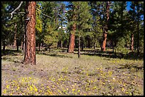 Flowers in Ponderosa pine forest. Grand Canyon National Park, Arizona, USA. (color)