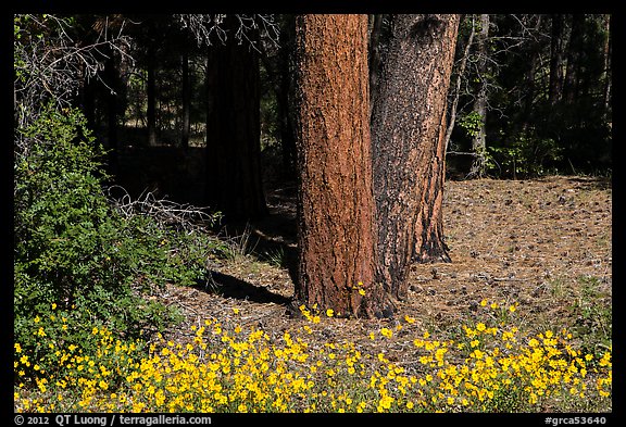 Flowers and Ponderosa pine tree trunks. Grand Canyon National Park, Arizona, USA.