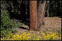 Flowers and Ponderosa pine tree trunks. Grand Canyon National Park, Arizona, USA. (color)