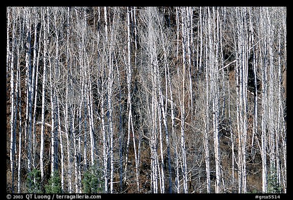 Bare aspen trees on hillside. Grand Canyon National Park (color)