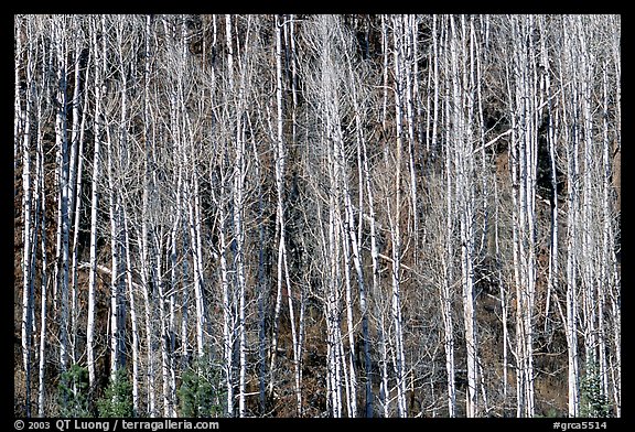 Bare aspen trees on hillside. Grand Canyon National Park, Arizona, USA.