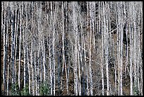 Bare aspen trees on hillside. Grand Canyon National Park ( color)