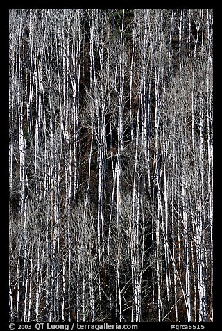 Bare aspen forest on hillside. Grand Canyon National Park (color)