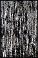 Bare aspen forest on hillside. Grand Canyon National Park, Arizona, USA. (color)