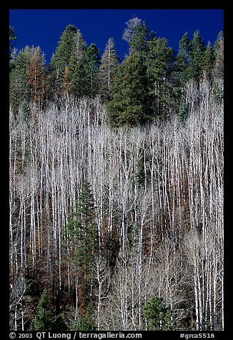 Bare aspen trees mixed with conifers on hillside. Grand Canyon National Park, Arizona, USA.