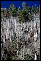 Bare aspen trees mixed with conifers on hillside. Grand Canyon National Park ( color)