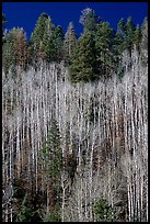 Bare aspen trees mixed with conifers on hillside. Grand Canyon National Park, Arizona, USA. (color)