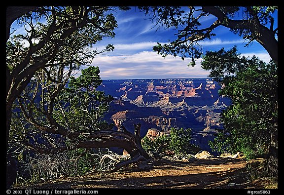 Grand Canyon framed by trees. Grand Canyon National Park, Arizona, USA.