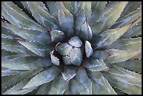 Agave close-up. Grand Canyon National Park ( color)