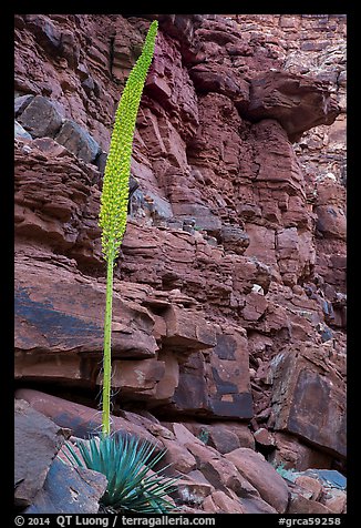 Agave stem in spring and wall of red rocks. Grand Canyon National Park (color)