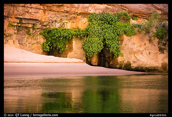 Beach, vegetation, and canyon walls, Marble Canyon. Grand Canyon National Park (color)