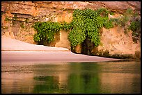 Beach, vegetation, and canyon walls, Marble Canyon. Grand Canyon National Park ( color)