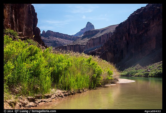 Vegetation thicket on banks of Colorado River. Grand Canyon National Park (color)