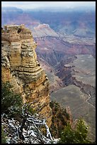 Snow on branches and Mather Point. Grand Canyon National Park ( color)