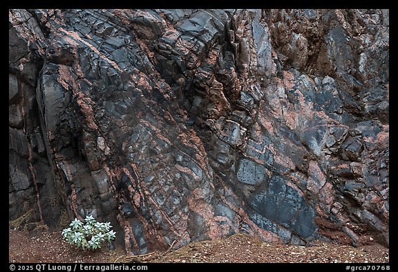 A patch of vegetation clings to colorful Vishnu Schist and Zoroaster Granite. Grand Canyon National Park (color)