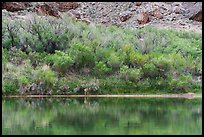 A solitary deer at the river’s edge in a tranquil riverside oasis. Grand Canyon National Park ( color)