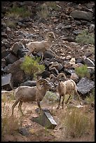 A trio of bighorn sheep among basaltic scree. Grand Canyon National Park ( color)