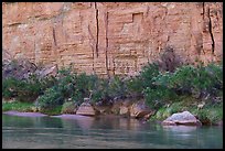 Bighorn sheep graze under tall cliffs. Grand Canyon National Park ( color)