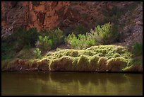 Sunlight intensifies a patch of riverbank grasses. Grand Canyon National Park ( color)