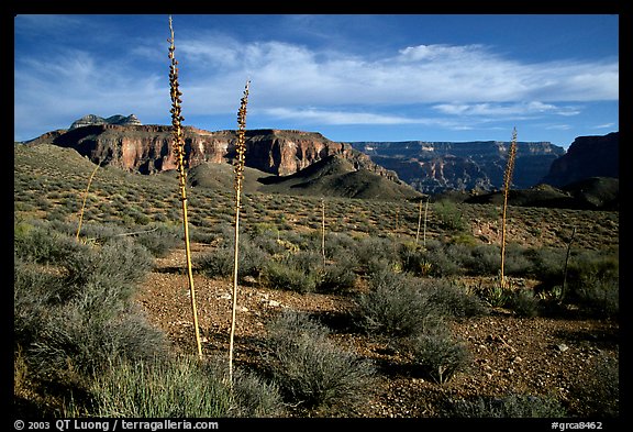 Agave flower skeletons in Surprise Valley, late afternoon. Grand Canyon  National Park, Arizona, USA.