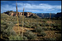 Agave flower skeletons in Surprise Valley, late afternoon. Grand Canyon  National Park, Arizona, USA.