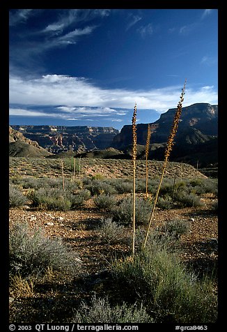 Agave flower skeletons in Surprise Valley, late afternoon. Grand Canyon National Park (color)