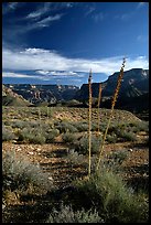 Agave flower skeletons in Surprise Valley, late afternoon. Grand Canyon National Park, Arizona, USA. (color)