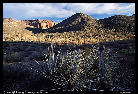 Cacti in Surprise Valley, late afternoon. Grand Canyon National Park (color)