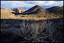 Cacti in Surprise Valley, late afternoon. Grand Canyon National Park, Arizona, USA.