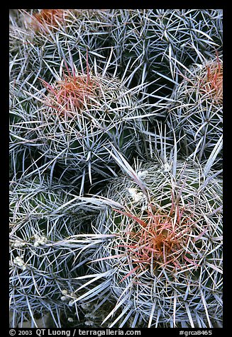 Barrel cacti close-up. Grand Canyon National Park (color)