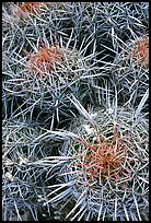 Barrel cacti close-up. Grand Canyon National Park, Arizona, USA. (color)