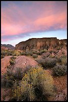 Sage flowers, wall, and cloud, Surprise Valley, sunset. Grand Canyon National Park, Arizona, USA.