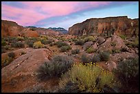 Flowers and wall in Surprise Valley near Tapeats Creek, sunset. Grand Canyon National Park, Arizona, USA. (color)