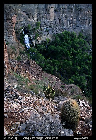 Barrel cactus and Thunder Spring, early morning. Grand Canyon National Park, Arizona, USA.