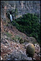 Barrel cactus and Thunder Spring, early morning. Grand Canyon National Park, Arizona, USA. (color)