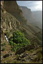 Thunder Spring and Tapeats Creek, morning. Grand Canyon National Park, Arizona, USA. (color)