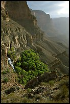 Thunder Spring and Tapeats Creek, morning. Grand Canyon National Park, Arizona, USA.