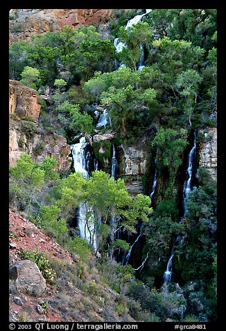 Trees and Thunder River lower waterfall. Grand Canyon National Park, Arizona, USA.