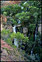 Trees and Thunder River lower waterfall. Grand Canyon National Park, Arizona, USA. (color)