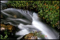 Thunder River stream with red flowers. Grand Canyon National Park, Arizona, USA.