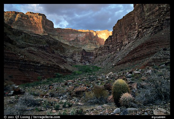 Cactus and canyon walls, Tapeats Creek. Grand Canyon National Park, Arizona, USA.