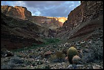 Cactus and canyon walls, Tapeats Creek. Grand Canyon National Park, Arizona, USA. (color)