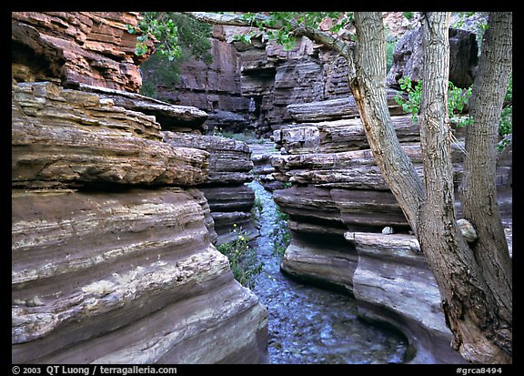 Tree and narrow canyon. Grand Canyon National Park (color)