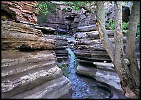 Tree and narrow canyon. Grand Canyon National Park ( color)